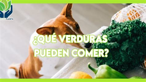 Los perros pueden comer judías verdes crudas Es seguro para ellos