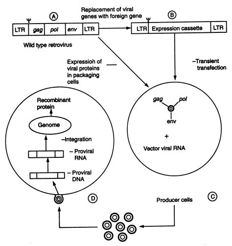 Methods of gene transfer - Genetic Engineering