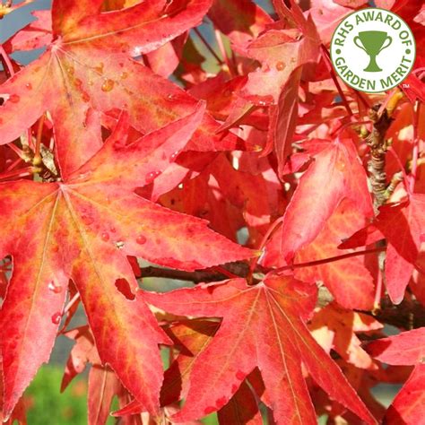 Liquidambar Styraciflua Worplesdon Sweet Gum Tree Red Gum