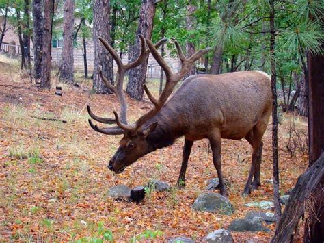 18 Best Wildlife In Ruidoso And Lincoln County Images On Pinterest