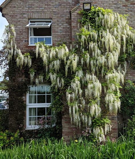 Glicynia Chi Ska Wisteria Alba W Donicy Drzewka Faworytka Pl