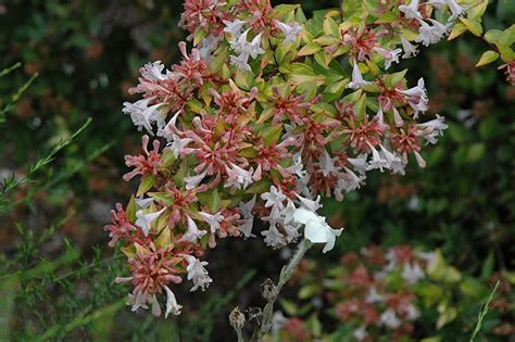 Francis Mason Abelia Buchanans Native Plants