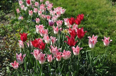 Premium Photo | Tulips in the garden