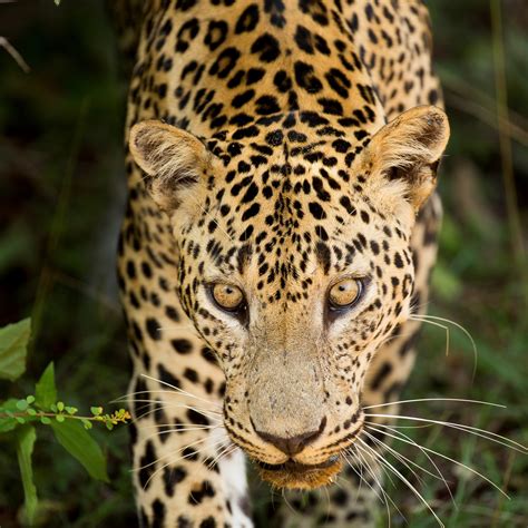 16-Day Sri Lanka Wildlife Tour - Best Sri Lanka Safari - Natural