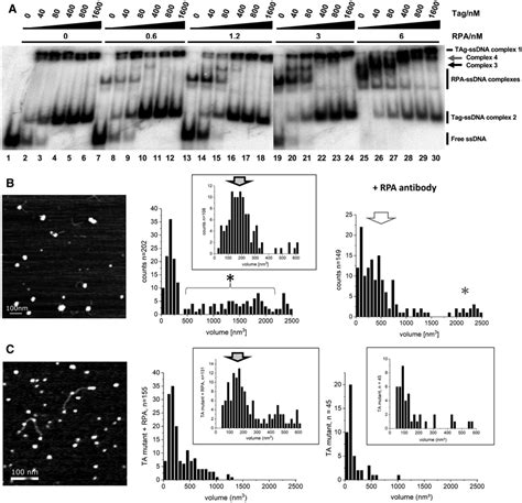 Sv Tag And Rpa Interactions With Ssdna A Increasing Concentrations