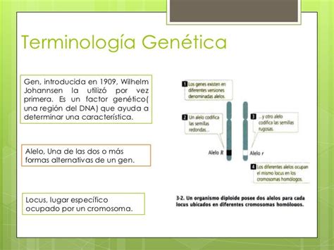 Terminología Genéticagen Introducida En 1909 Wilhelmjohannsen La