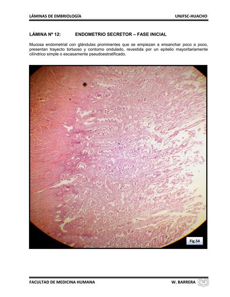 Atlas De Embriolog A Pdf