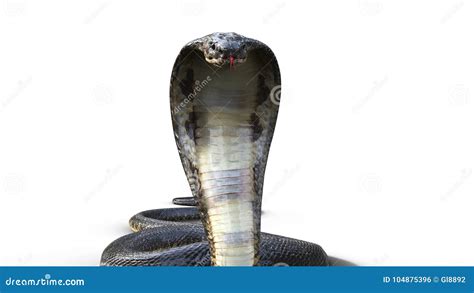 3d King Cobra The World`s Longest Venomous Snake Stock Footage Video