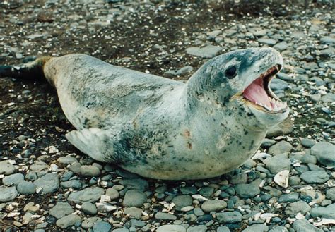 Leopard Seal | Happy Feet Wiki | Fandom