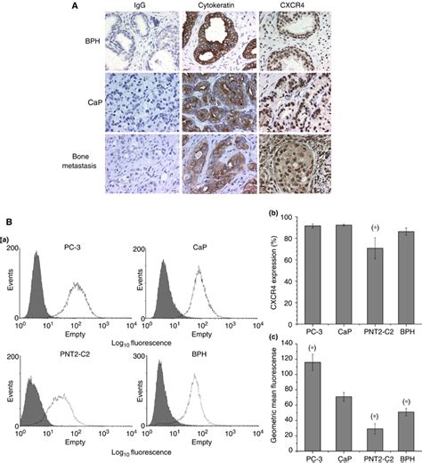 A Immunohistochemical Staining Of Prostate Sections Taken From