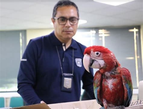 Nuevo golpe al comercio ilegal de aves exóticas en Chile Aduana News