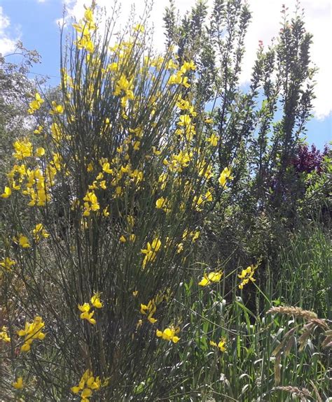 Spanish Broom – Kahikatea Farm Certified Organic Nursery and Permaculture Farm