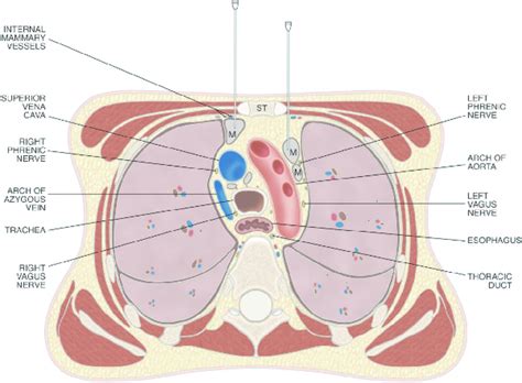 Drawing Of A Transverse Section Through The Thorax At The Level Of The