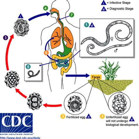 Life Cycle Of Ascaris Lumbricoides Adult Worms 1 Live In The Lumen Download Scientific