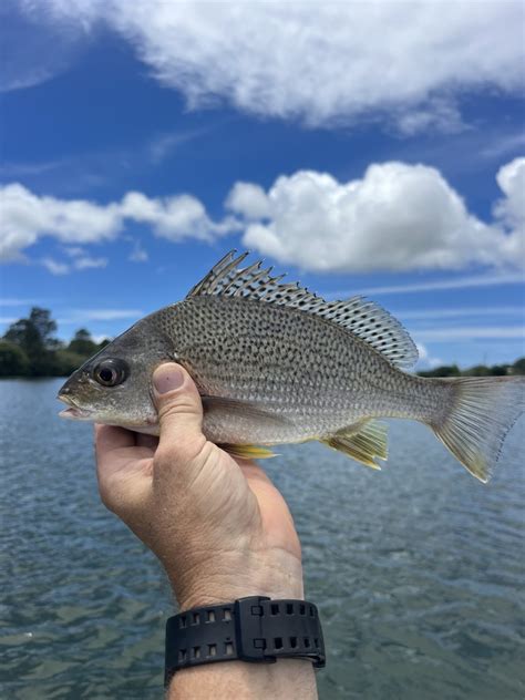 Silver Javelin From Macleay River Summer Island Nsw Au On January 17