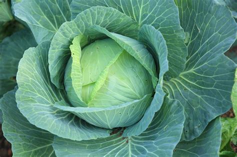 Varieties of Cabbage | eHow