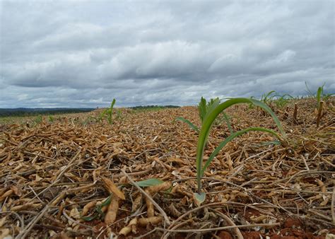 Tecnologia Antecipe Aumenta Produtividade Do Milho Segunda Safra