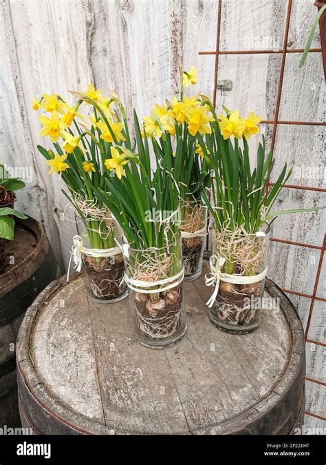 Daffodils In Pots On A Wooden Barrel Stock Photo Alamy