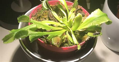 Venus Flytrap Album On Imgur