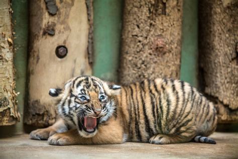 Rare Malayan Tiger Cubs Show Their Personalities - ZooBorns