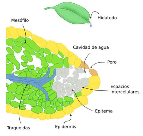 Histología Vegetal Tejidos De Secreción Atlas De Histología Vegetal Y