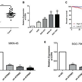 XTP8 Is Highly Expressed In GC A XTP8 Level In GC Tissues And