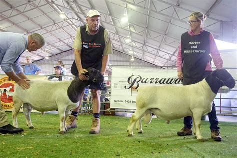 Dorper Sheep Society Australia Marius Andrea