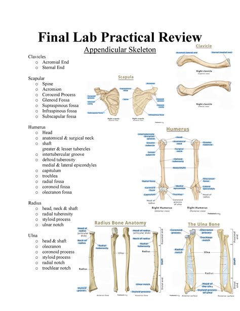 Final Lab Practical Review 2 Final Lab Practical Review Appendicular