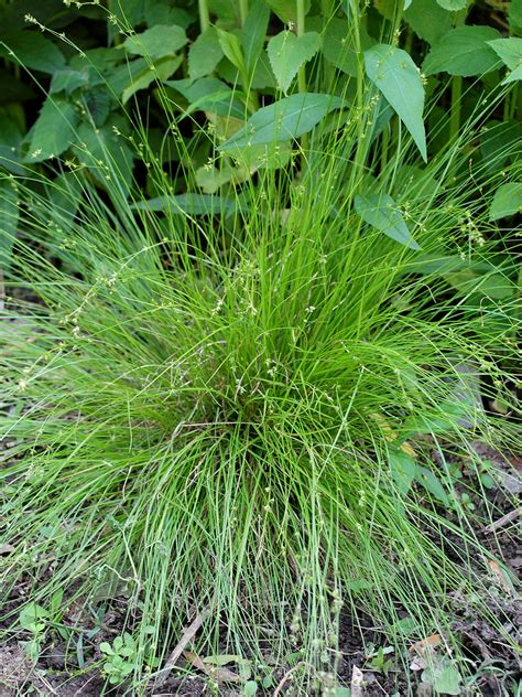 Our Sedges Our Habitat Garden