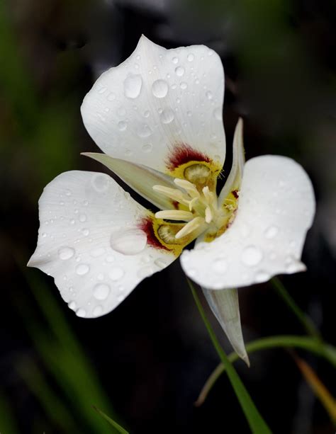 State Flower: Sego Lily | Lily plants, Lily flower, Plants