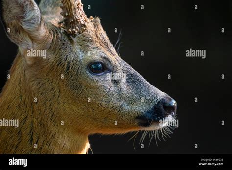 Deer Side View Hi Res Stock Photography And Images Alamy