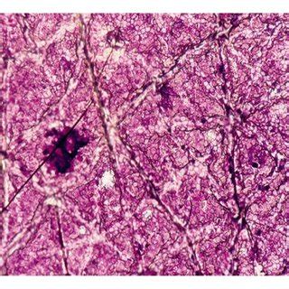 Regular paving of corneocytes. | Download Scientific Diagram