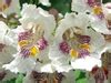 Catalpa Speciosa Cigar Tree Northern Catalpa Western Catalpa