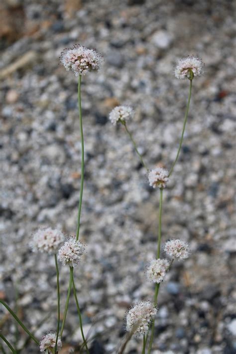 Naked Buckwheat From Yosemite On August At Am By