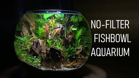 How To Set Up A FISHBOWL The RIGHT Way No Filter No Heater