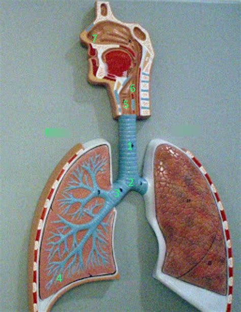 Ans Lung Diagram Diagram Quizlet