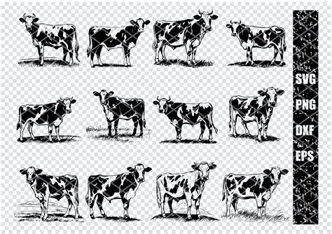 Holstein Dairy Cow Svg Holstein Cattle Svg Files For Cricut Holstein