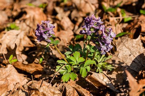 Spring Lilac Wildflowers Among Autumn Leaves Stock Photo Image Of