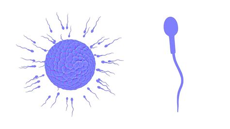 Human Fertilization Of Sperm And Egg Cell Ovum 3D - TurboSquid 2132490