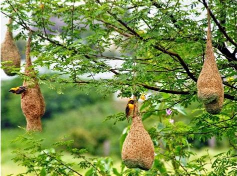 Arquitecturas Volátiles ¿cómo Construye Un Pájaro Su Nido