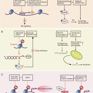 Molecular Regulatory Mechanisms Of Histone Lysine Methyltransferase