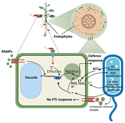 Cells Free Full Text Endophyte Mediated Stress Tolerance In Plants