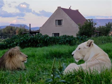 Lion House Ggconservation For Lion And Nature Lovers Maluti A Phofung