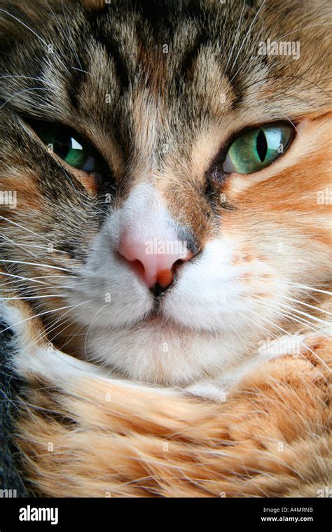 Tabby Female Cats Face Green Eyes Pink Nose And A White Muzzle Stock