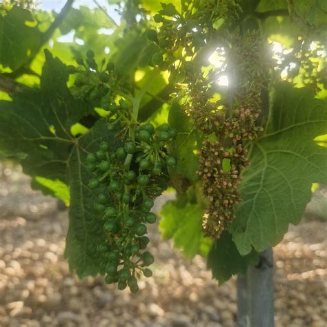 ASAJA exige a la Junta de Castilla y León medidas urgentes para los