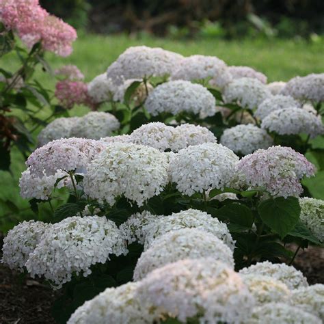 Invincibelle Wee White Hydrangea Spring Meadow Wholesale Liners