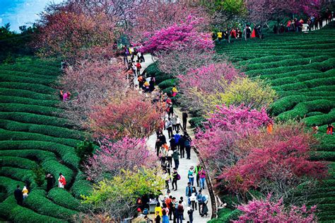 Was F R Eine Sch Nheit In China Bl Hten Kirschb Ume Einfach Unglaublich