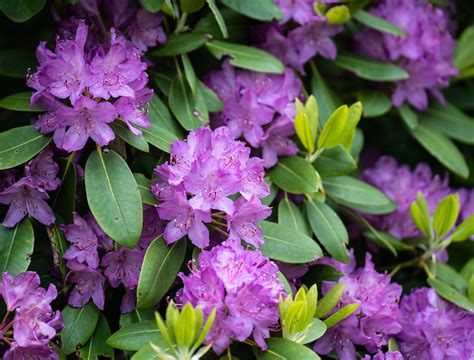 Craggy Gardens Rhododendron Blue Ridge Parkway Karen D Flickr