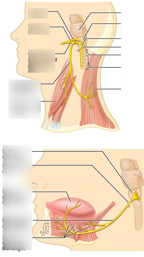 Anatomy Of The Spinal Accessory Cn Xi And Hypoglossal Cn Off