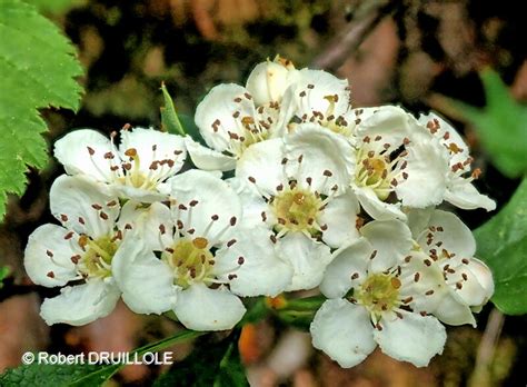 Arbres Arbustes Et Arbrisseaux Sauvages